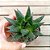 Gastera Aloe Royal Princess - Imagem 4