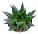 Gastera Aloe Royal Princess - Imagem 3
