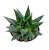 Gastera Aloe Royal Princess - Imagem 1