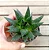 Gastera Aloe Royal Princess - Imagem 2