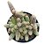 Echinopsis chamaecereus (cacto amendoim - vaso11) - Imagem 1