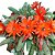 Echinopsis chamaecereus (cacto amendoim - vaso11) - Imagem 2