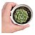 Planta Suculenta Echeveria Carol - Imagem 2
