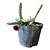 Suculenta Huernia Pendurata - Imagem 1
