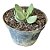 Planta Suculenta Crassula Dubia - Imagem 1