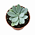Planta Suculenta Senecio Galpinii - Imagem 1