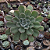 Suculenta Echeveria Paula - Imagem 2