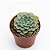 Suculenta Echeveria Paula - Imagem 1