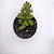Planta Suculenta Monadenium Guentherii - Imagem 1
