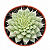 Planta Suculenta Echeveria Silver Star - Imagem 1