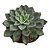 Planta Suculenta Echeveria Riga - Imagem 1