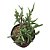 Planta Suculenta Crassula Pyramidalis - Imagem 1