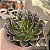 Suculenta Echeveria Black Prince Crispate - Imagem 4