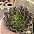Suculenta Echeveria Black Prince Crispate - Imagem 3