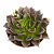 Suculenta Echeveria Black Prince Crispate - Imagem 6