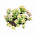 Planta Suculenta Crassula Thom Thumb pote 9 - Imagem 1