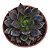 Suculenta Echeveria Black Prince - Imagem 1