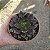 Suculenta Echeveria Black Prince - Imagem 2