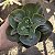 Planta Suculenta Gibiflora Papageno - Imagem 2