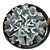 Suculenta Echeveria Nichi - Imagem 1