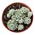 Planta Suculenta Echeveria Pink Berry - colonia - Imagem 1