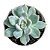 Suculenta Echeveria Albicans Variegata pt 9 cm - Imagem 1