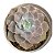 Echeveria Domingo  pt 9 - Imagem 1