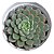 Echeveria Swallow pt 9 cm - Imagem 1