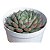 Echeveria Swallow pt 9 cm - Imagem 2
