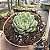 Suculenta Echeveria Ben Badis pote 9 cm - Imagem 4