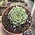Suculenta Echeveria Ben Badis pote 9 cm - Imagem 2