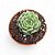 Suculenta Echeveria Ben Badis pote 9 cm - Imagem 1