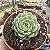 Suculenta Echeveria Ben Badis pote 9 cm - Imagem 3