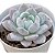Suculenta Echeveria Monroe pote 9 - Imagem 1