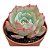 Echeveria Amistar pt 9 cm - Imagem 1