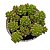 Sedum Rubrotinctum Red berry pt 9cm - Imagem 1
