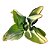 Suculenta Kalanchoe Aranto,mãe de mil,mãe de milhares pt 11 - Imagem 1