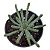 Euphorbia Inermis pt 13 - Coleção - Imagem 1