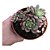 Graptoveria Chanel pt 9 - Imagem 1
