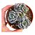 Suculenta Echeveria Cubic Pagoda pt 9 (colonia) - Imagem 1