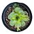 Planta Suculenta Orostachys Malacophylla pt 9 - Imagem 1
