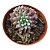 Planta Suculenta Echeveria Subcorymbosa - Imagem 1