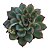 Planta Suculenta Echeveria Polidonis - Imagem 1