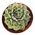 Planta Suculenta Echeveria Halbigeri - Imagem 1