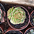 Planta Suculenta Sedeveria Rolly - Imagem 2