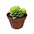 Planta Suculenta Sedeveria Rolly - Imagem 1