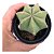 Muda de Cacto Echinocereus Subinermis pt9 - Imagem 1
