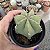 Muda de Cacto Echinocereus Subinermis pt9 - Imagem 3