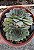 Suculenta Sempervivum Calcareum - Imagem 3