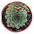 Suculenta Sempervivum Calcareum - Imagem 1
